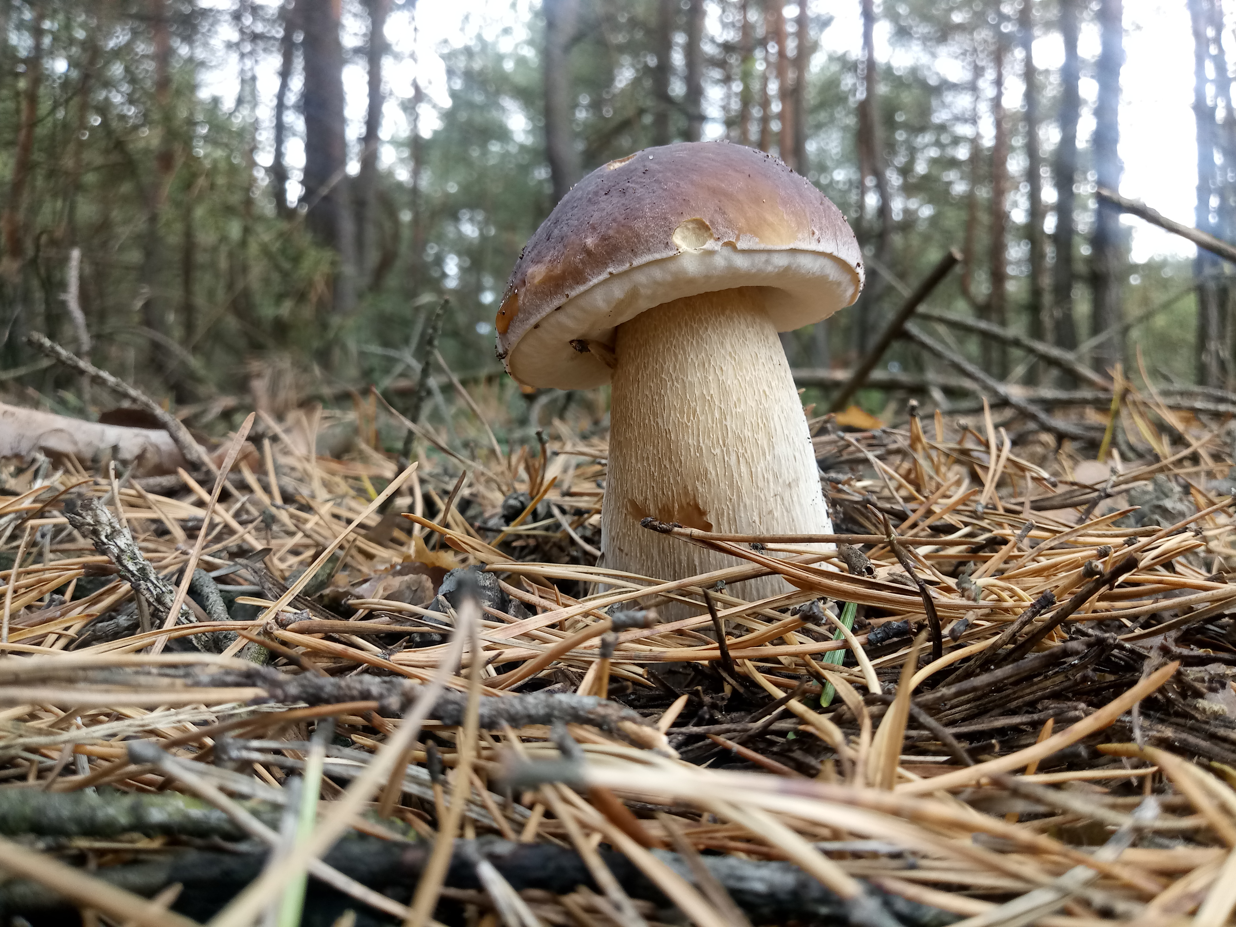 Borowik rosnący w lesie, zdjęcie poglądowe