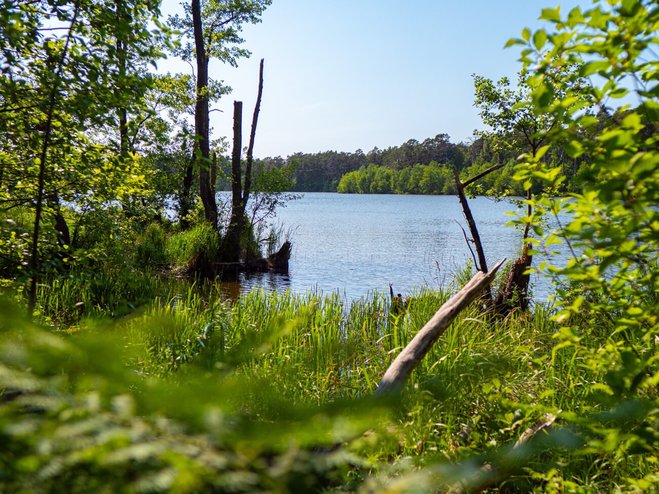 Jezioro wśród drzew
